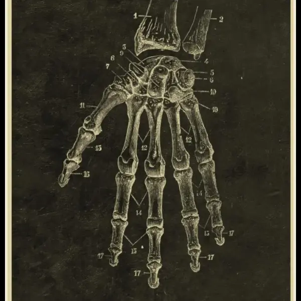 Illustration anatomique ancienne de la main et du poignet, montrant les os et articulations en détail, utilisée pour l'étude de la structure osseuse humaine.
