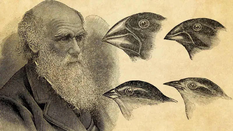 Detailed illustration of various bird beak types used in scientific studies and educational displays.