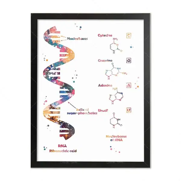 Panneau illustrant la structure de l'ADN avec ses composants chimiques et nucléotides, présenté dans un cadre élégant pour la décoration scientifique.