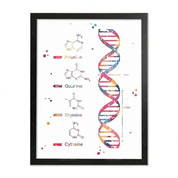 Illustration éducative de la structure de l'ADN avec molécules d'acides aminés et double hélice colorée, idéale pour la décoration de bureau ou salle de classe scientifique.