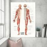 Panneau éducatif illustrant le cerveau, la colonne vertébrale et le système musculaire humain, idéal pour la décoration scientifique ou éducative.