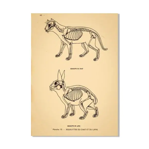 Illustration anatomique détaillée de deux squelettes, un de chat et un de lapin, montrant leur structure osseuse dans un style scientifique vintage.