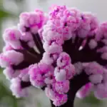 Gros plan sur un bouquet de fleurs violettes et roses, mettant en valeur leurs textures délicates et leurs couleurs vibrantes, parfait pour la décoration ou la science botanique.