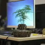 Plante verte en pot en bois, décorée pour un environnement de bureau ou d'étude, apportant une touche naturelle et apaisante à l'espace de travail.