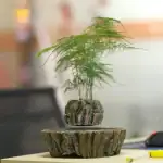 Plante verte en pot de décoration scientifique, idéale pour un intérieur moderne ou un bureau, apportant une touche naturelle et élégante à votre espace.