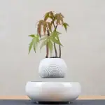 Vase blanc contenant un petit arbre d'érable avec des feuilles vertes et rouges, décoratif et inspiré de la nature.