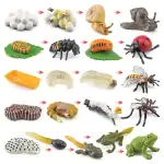 Étapes du cycle de vie d'insectes et d'animaux illustrées.