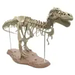 T-Rex squelette de dinosaure, décoration de collection pour amateurs de paléontologie et d'histoire naturelle.