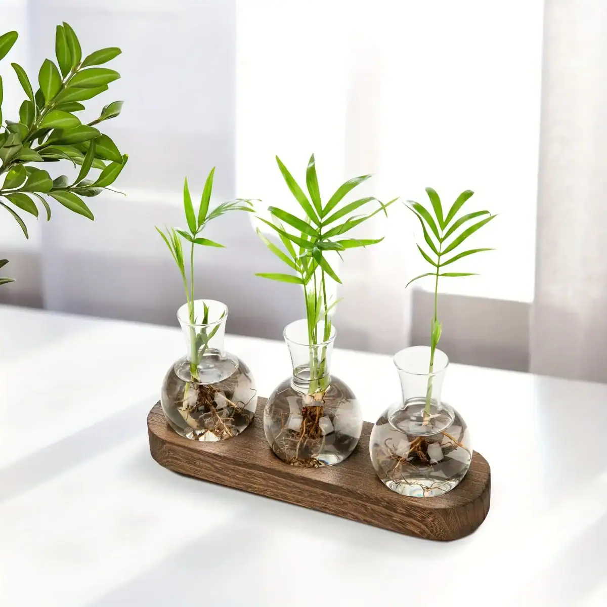 Trois petites plantes vertes dans des vases en verre de forme ronde, placés sur une planche en bois, décorant un intérieur lumineux.