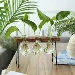 Ensemble de trois plantes vertes dans des flacons en verre suspendus, parfaits pour une décoration intérieure moderne et naturelle. Idéal pour apporter une touche de fraîcheur à votre espace de vie ou.