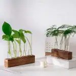 Vases Labo Propagation Verre – Image 2