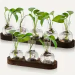 Banc de Stations Bouturage Hydroponique (Lot 2) – Image 2