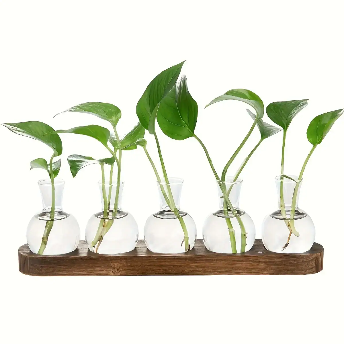 Série de cinq plantes vertes dans des petits vases en verre, disposées sur une planche en bois, illustrant la décoration botanique moderne et élégante.