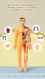 Modèle anatomique enfant détachable et assemblé, illustrant les organes internes pour la décoration éducative et scientifique.