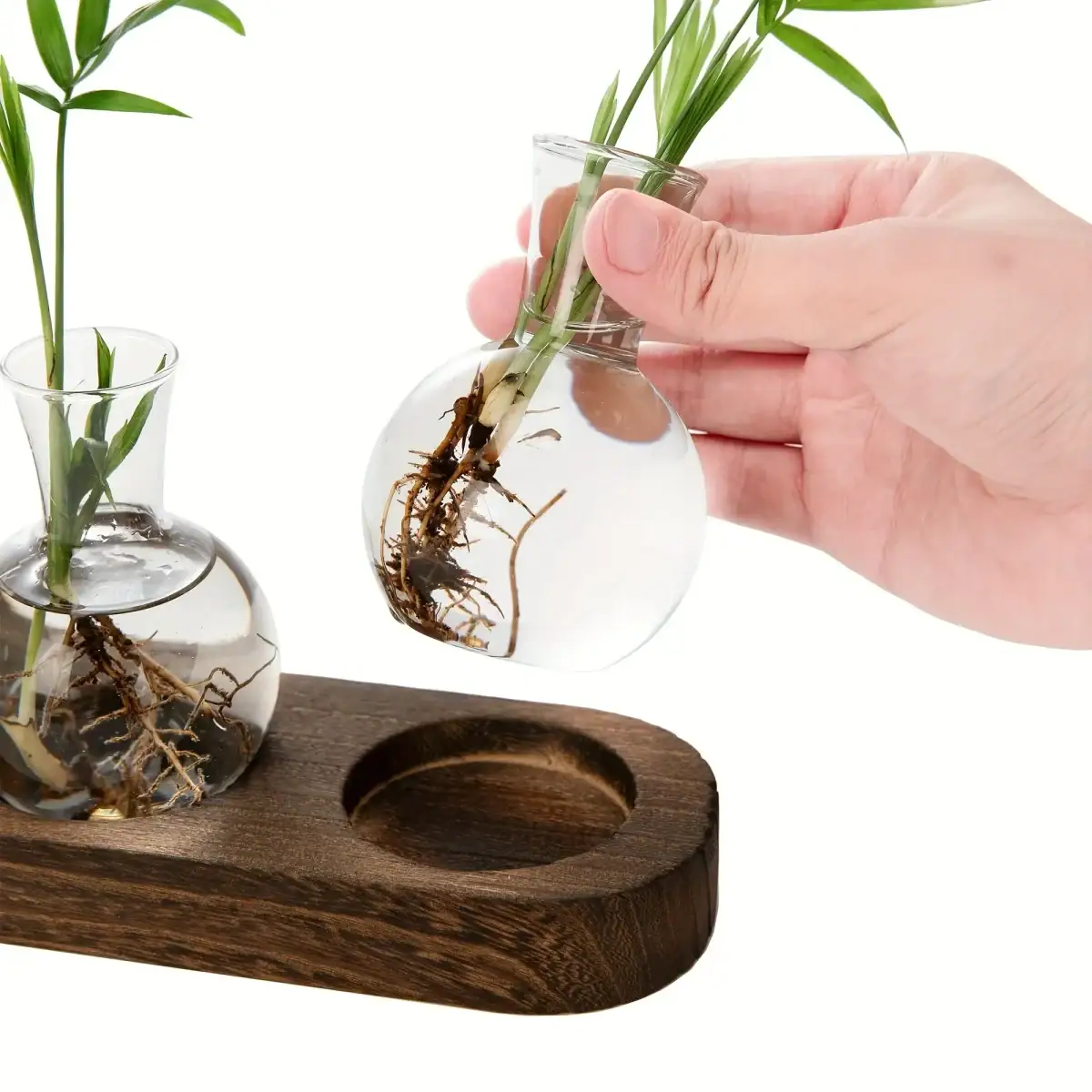 Deux petits vases en verre contenant des plantes avec racines visibles, placés sur une planche en bois, illustrant la décoration scientifique et naturelle.