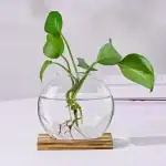 Plante verte dans un vase en verre transparent rempli d'eau, avec racines visibles, posé sur une base en bois.