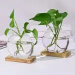 Deux plantes vertes dans des vases en verre ronds remplis d'eau, posés sur des bases en bois, décorant un espace moderne avec un style scientifique et naturel.