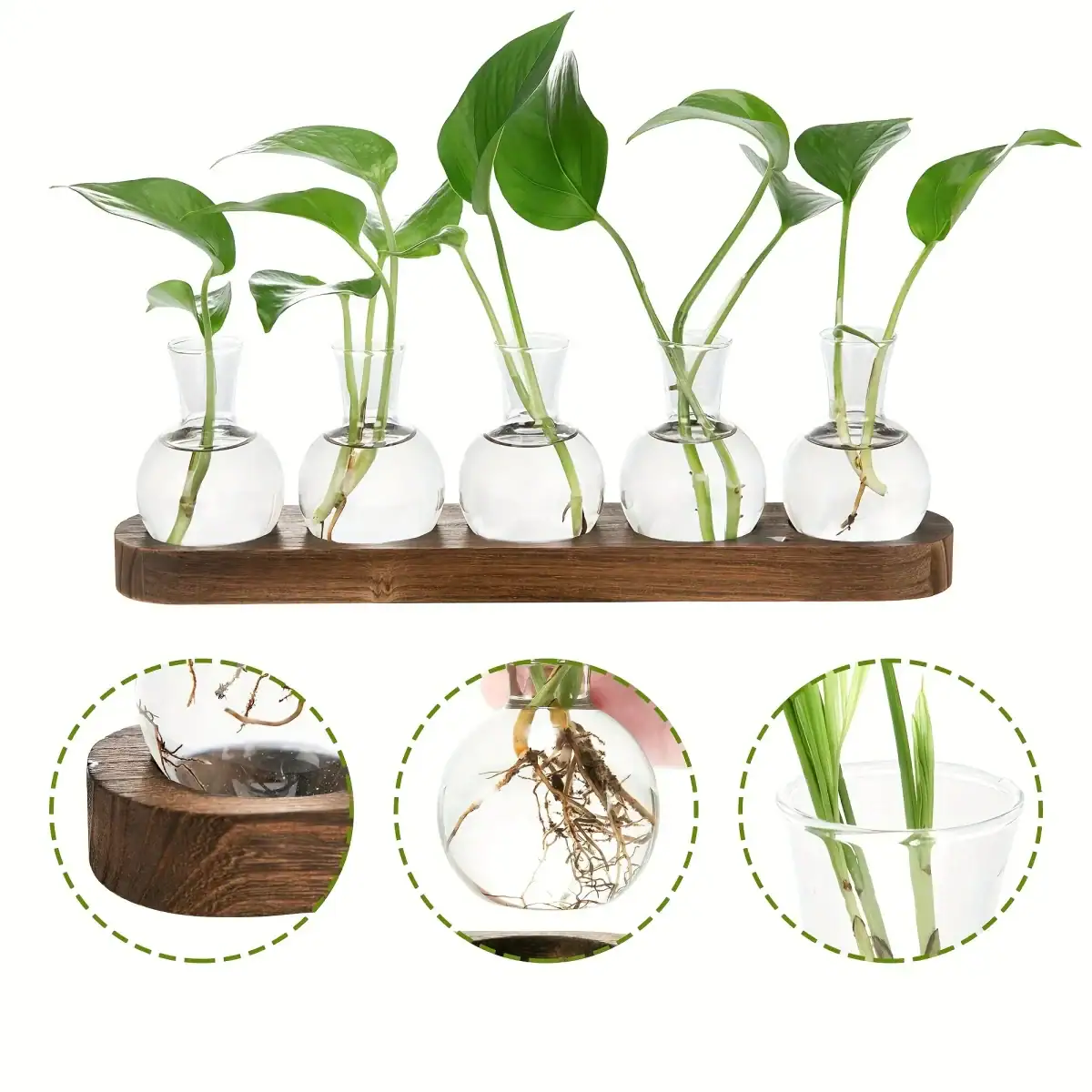 Collection de plantes en éprouvette avec racines visibles, présentées sur un support en bois, idéale pour la décoration scientifique et éducative.