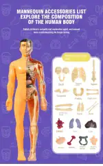 Accessoire mannequin anatomie humaine pour l'apprentissage du corps humain, comprenant la tête, la cage thoracique, la colonne vertébrale, les membres et les organes internes.