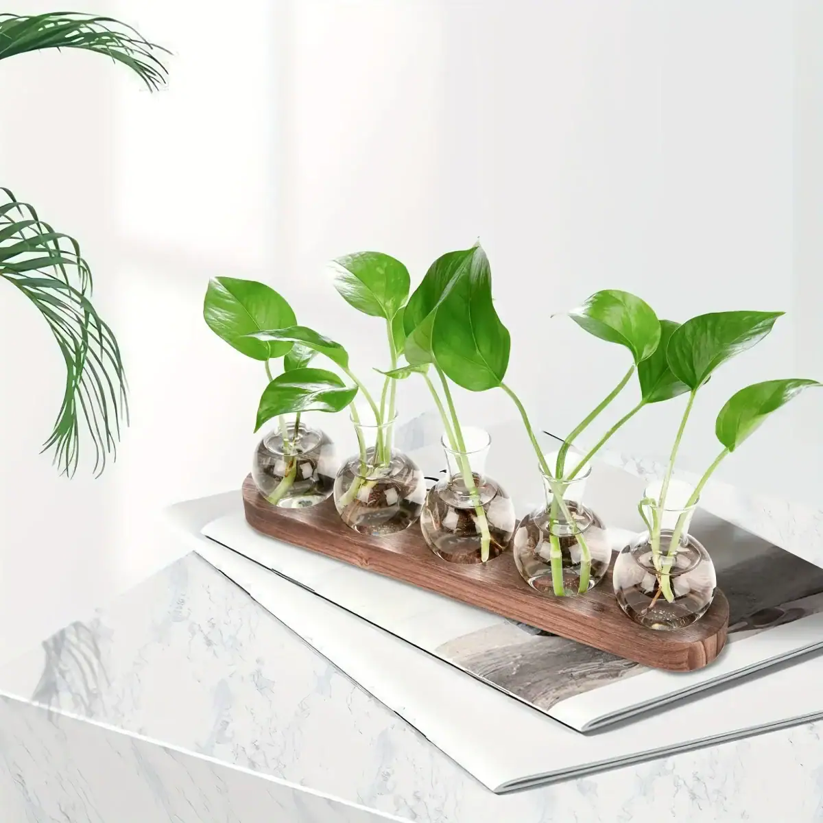 Quatre plantes vertes dans des petits vases en verre, disposées sur une planche en bois, sur une surface blanche, dans un décor lumineux et épuré.
