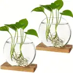 Plantes aquatiques dans un bocal en verre transparent avec racines visibles, posées sur une base en bois, illustrant la décoration scientifique et naturelle.