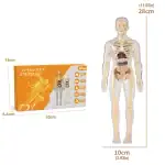 Ensemble éducatif du corps humain en plastique pour l'apprentissage anatomique, comprenant des organes et os détachables, idéal pour l'enseignement scientifique et la décoration éducative.
