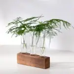 Vases Labo Propagation Verre – Image 3