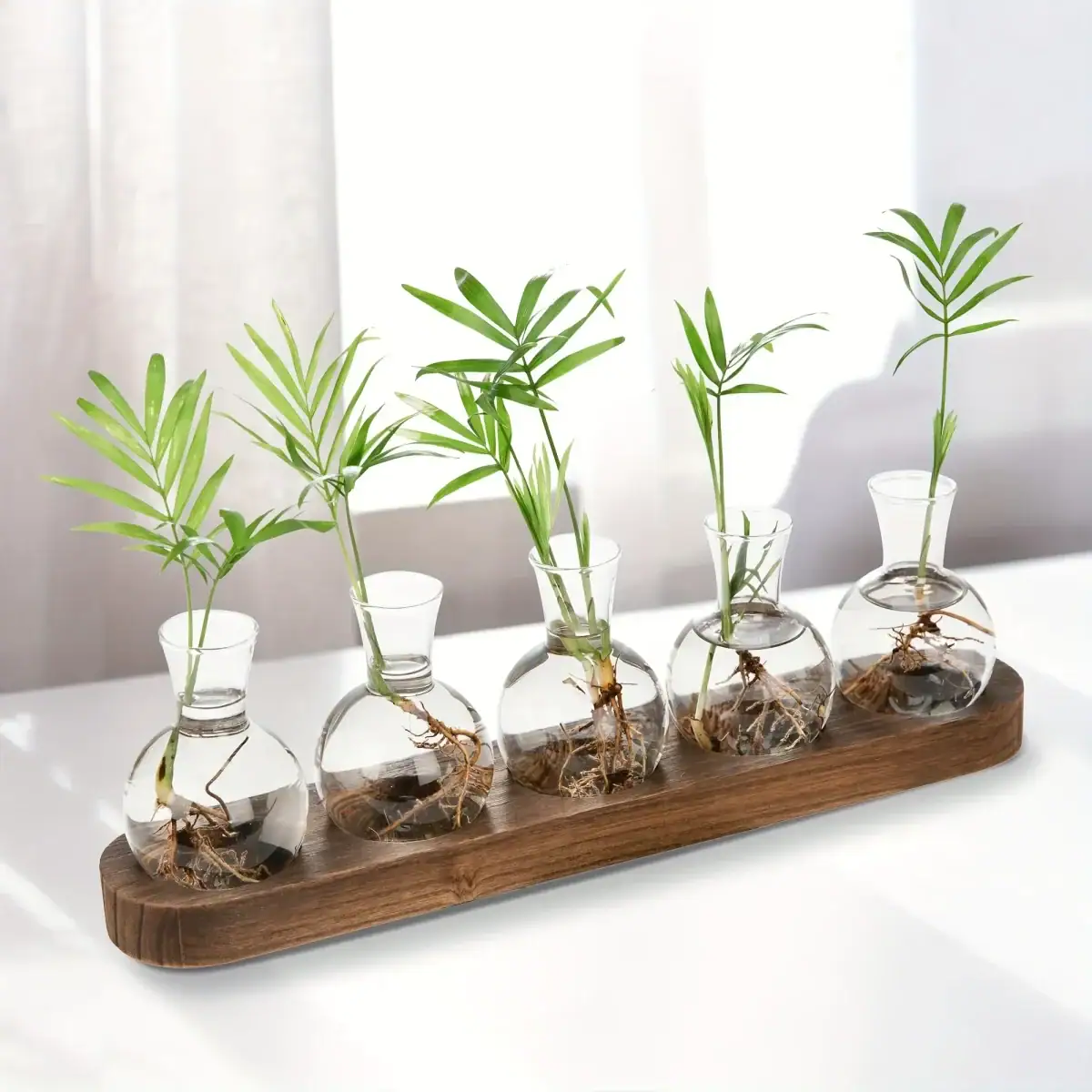 Vases en verre avec racines de plantes vertes, présentés sur une planche en bois, parfaits pour la décoration scientifique ou naturelle.