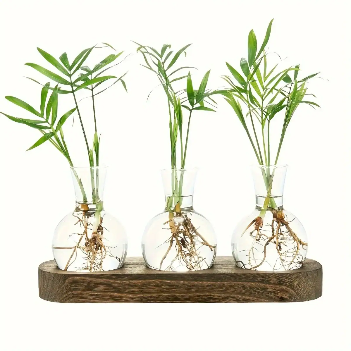 Trois plantes vertes dans des vases en verre avec racines visibles, posés sur une planche en bois, illustrant la croissance et la science végétale.