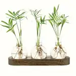 Banc de Stations Bouturage Hydroponique (Lot 2) – Image 13