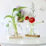 Deux vases en verre avec des plantes et fleurs, décoration scientifique moderne, design épuré, parfait pour un intérieur contemporain.