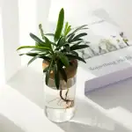 Petite plante verte en pot avec racines visibles dans un vase en verre, décorée dans un style scientifique et moderne, idéale pour la décoration intérieure ou un bureau.