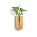 Plante verte suspendue dans un support en bois design, parfait pour la décoration intérieure avec une touche scientifique et moderne.