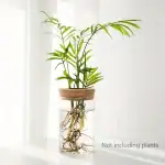 Pots de plantes en verre avec racines apparentes, décoration intérieure moderne et naturelle, idéale pour embellir votre espace de vie ou de travail.