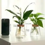 Deux plantes vertes en pot en verre, décoration moderne pour intérieur, avec un smartphone à côté pour l'échelle.