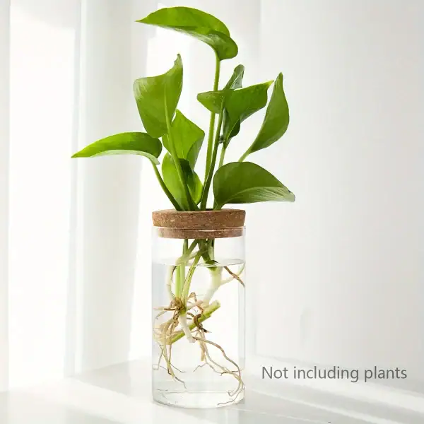 Plante verte en vase d'eau avec racines visibles, décoration naturelle et moderne pour intérieur.