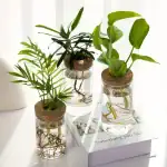 Trois plantes vertes dans des bocaux en verre avec racines visibles, disposées sur un livre blanc, illustrant la décoration scientifique et botanique.