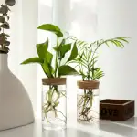 Deux plantes vertes en jarres d'eau avec racines visibles, décoratives et naturelles, placées sur une surface blanche près d'une fenêtre lumineuse.