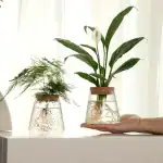 Deux plantes en flacons en verre, une petite avec des feuilles fines et une grande avec de larges feuilles, exposées sur une surface blanche près d'une fenêtre lumineuse.