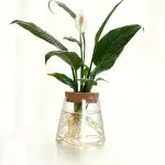 Plante d'intérieur dans un vase en verre avec racines apparentes, symbole de croissance et de vie. Parfait pour la décoration scientifique ou éducative.