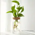 Balconnière avec plante verte dans un vase en verre transparent.